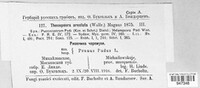 Thekopsora areolata image